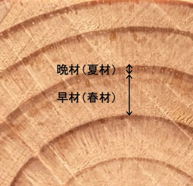 木材の年輪