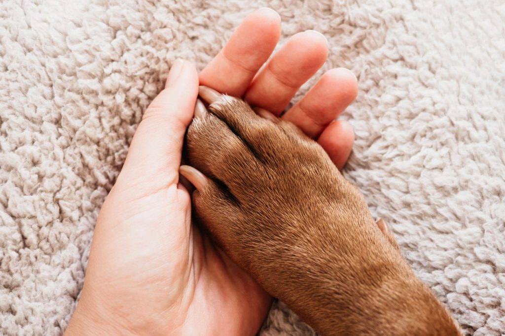犬の足と人の手